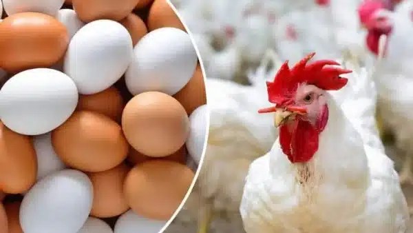 أسعار الدواجن تتراجع في الأسواق المصرية