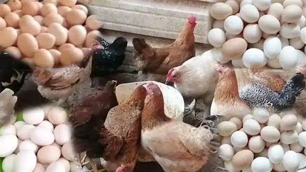 انخفاض أسعار الدواجن والبيض في الأسواق المصرية