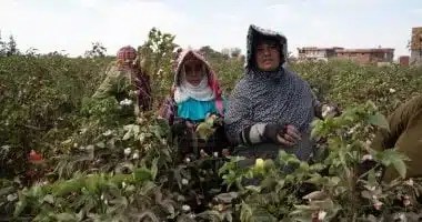 فرحة مزارعي الغربية بحصاد القطن