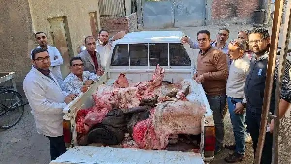 ضبط لحوم جاموسة مريضة في سوهاج لتعزيز سلامة الغذاء