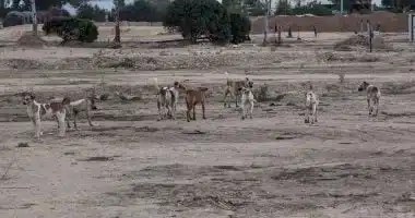 ذعر إسرائيلي من انتشار الكلاب الضالة بعد حرب غزة