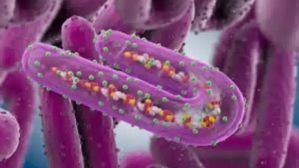 فيروس ماربورج: العدوى والمخاطر العالمية