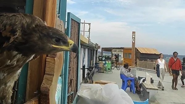 أحداث سياحية مميزة في جنوب سيناء خلال رأس السنة