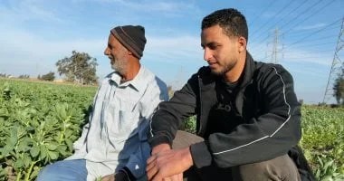 الفول البلدي يزين حقول الشرقية ويستغرق 4 إلى 5 أشهر للنضج