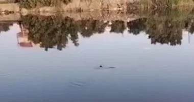 ظهور تمساح في مصرف عمريط يثير مخاوف المواطنين