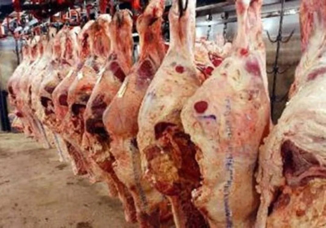 استقرار أسعار اللحوم والدواجن في رمضان