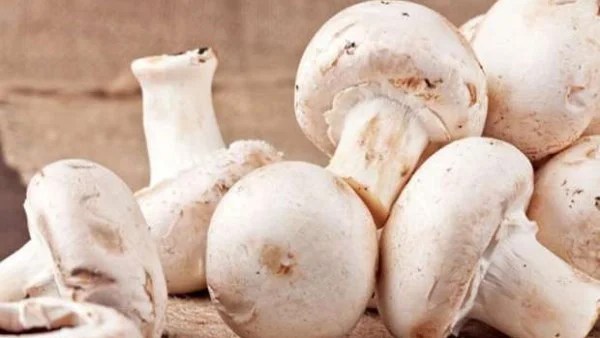 فوائد مذهلة للمشروم في تعزيز الصحة