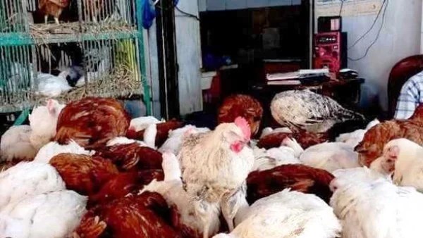 استقرار أسعار الدواجن في أسوان 23 ديسمبر 2025