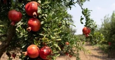 أعمال متأخرة وأرباح ضائعة: رد العامة لاستصلاح الأراضي