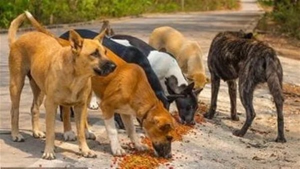 أهمية الكلاب المصرية في التوازن البيئي