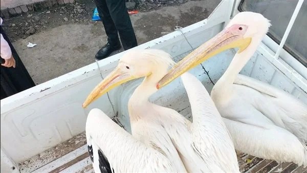 وزارة البيئة تصادر بجعتين من سوق السمك بالإسماعيلية