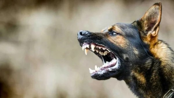 إعدام 20 ألف كلب في بغداد بعد وفاة شاب بالسعار