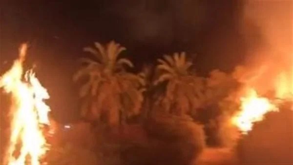 السيطرة على حريق في 21 نخلة زينة بالشرقية