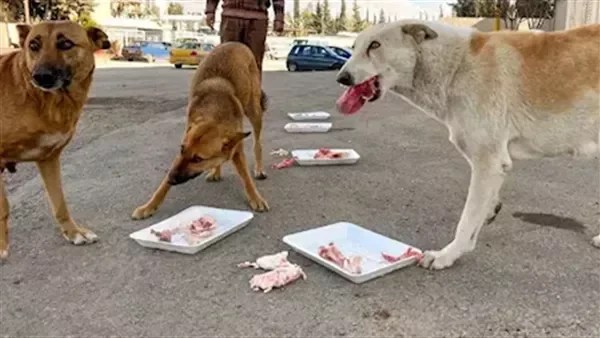 اعتداء سوري على مسن مصري في الإسكندرية بسبب الكلاب