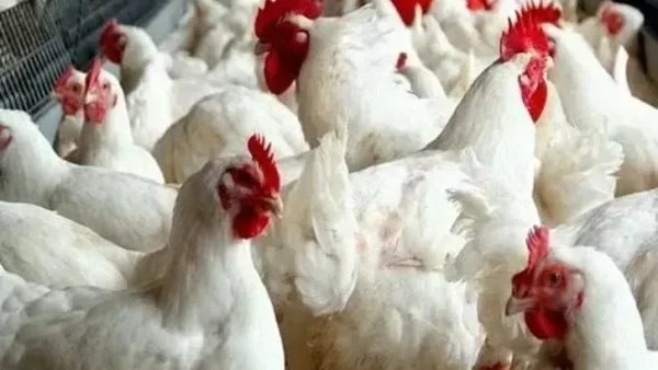 انخفاض ملحوظ في أسعار الدواجن والبيض اليوم