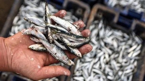 استقرار أسعار الأسماك الطازجة في الوادي الجديد