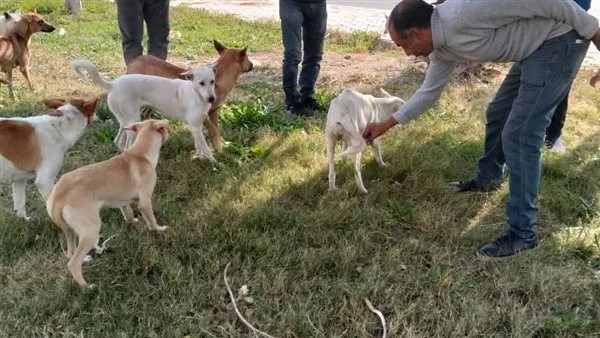 حملة لتطعيم الكلاب الضالة ضد السعار بالعبور