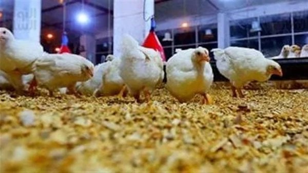 رفع أسعار الدواجن في رمضان: الحقيقة الكاملة