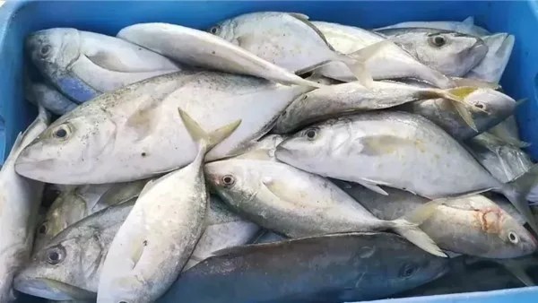 أسعار الأسماك والمأكولات البحرية اليوم 20 ديسمبر 2025