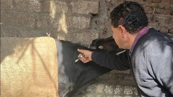 تحصين 8687 رأس ماشية ضد الأمراض الوبائية في أسيوط