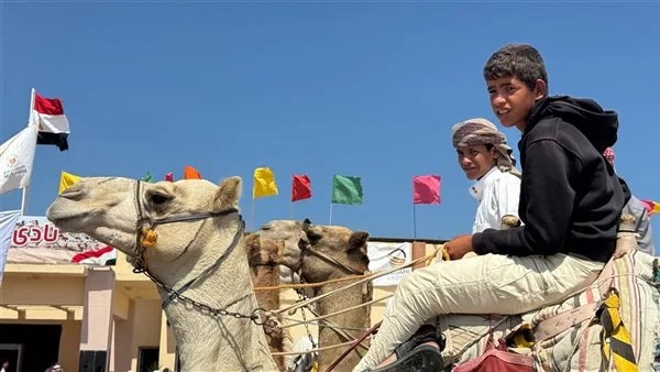 انطلاق مهرجان سباق الهجن بالعريش بشمال سيناء