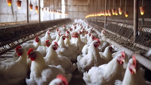 استقرار أسعار الدواجن والبيض في الأسواق المحلية اليوم