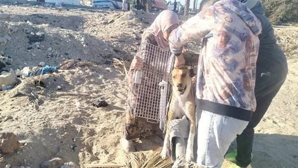تعقيم 15 كلب ضال في الغردقة لمواجهة انتشارها