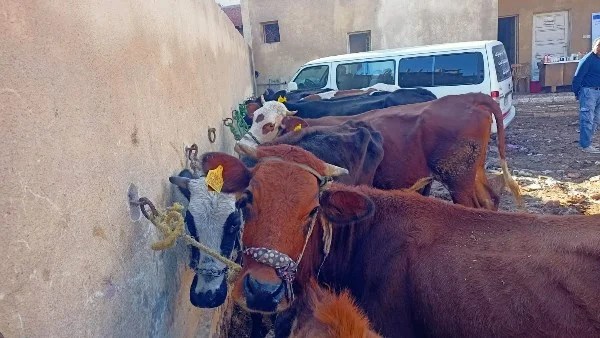 قوافل بيطرية مجانية لدعم صغار المربين في بني سويف