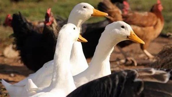 استقرار أسعار البط والرومي خلال رمضان