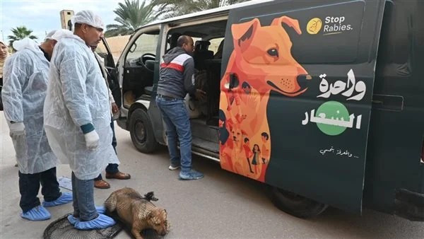 خطة شاملة للحد من انتشار الكلاب الضالة في البحيرة