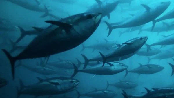 دخول اتفاقية حماية أعالي البحار حيز التنفيذ