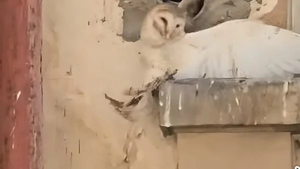 إنقاذ بومة مكسورة الجناح في الإسكندرية