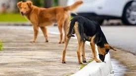 أهمية تطبيق قانون حيازة الحيوانات الخطرة والكلاب