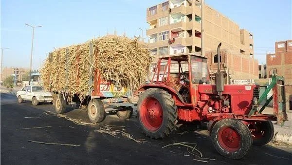 قرارات مشددة لتأمين نقل قصب السكر في قنا