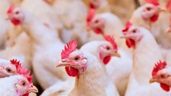 استقرار أسعار الدواجن والبيض في الأسواق
