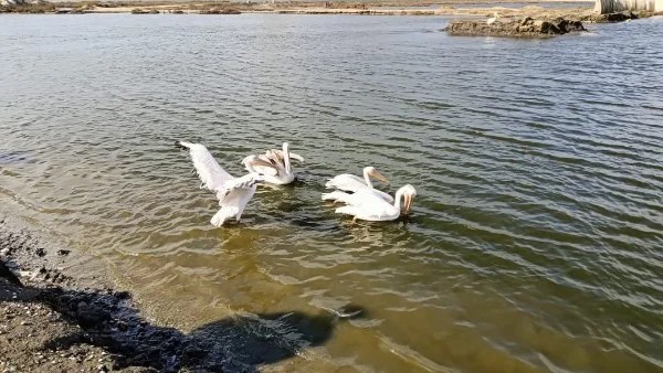 مركز أشتوم الجميل يستقبل 10 بجعات لإعادة التأهيل