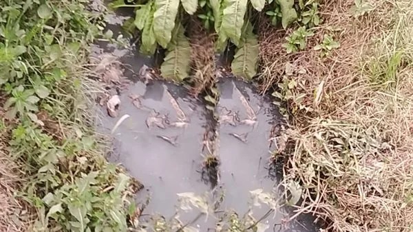 ضبط مجزر دواجن يصرف مخلفاته في المجاري المائية بالفيوم