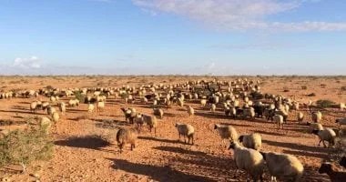 أغنام البرقي في مطروح: رعاية ودعم مستمر