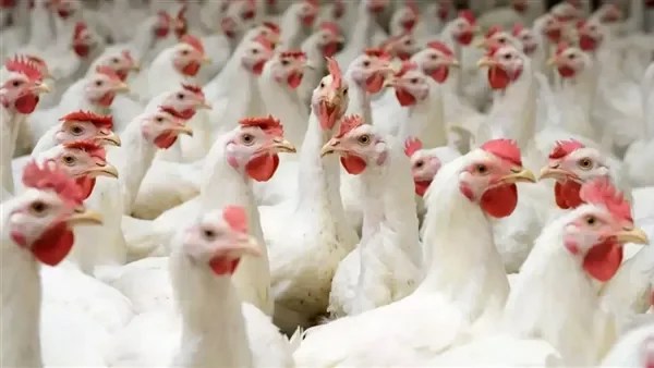 استقرار أسعار الفراخ البيضاء والساسو في الأسواق المحلية