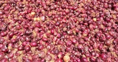صادرات البصل المصرية تصل إلى 288 ألف طن في 2025