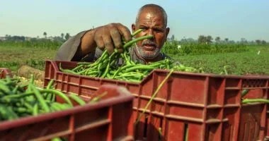 قفزة في صادرات الفاصوليا المصرية لعام 2025