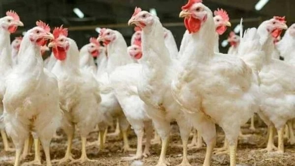 استقرار أسعار الفراخ البيضاء اليوم 23 يناير 2026