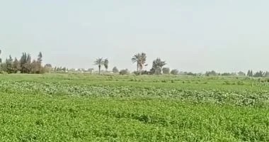 طقس دافئ وهبوب رياح في كفر الشيخ مع توقعات الأمطار