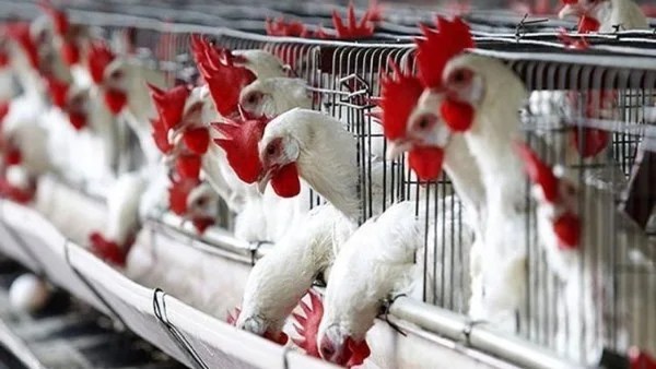 انخفاض أسعار الدواجن والبانيه في الأسواق المصرية