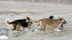 مأوى جديد للكلاب الضالة في القاهرة