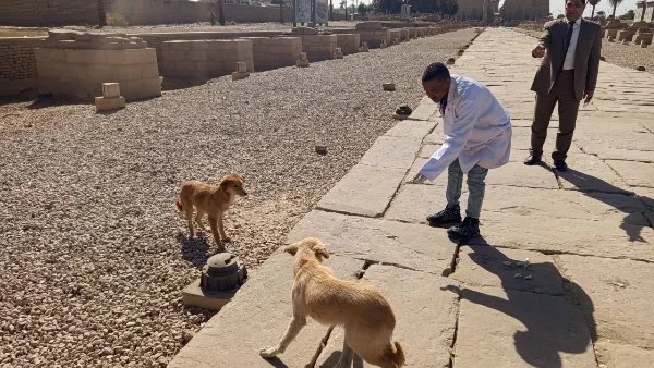 تحصين وتعقيم الكلاب في مصر: جهود مكثفة لحماية الصحة العامة