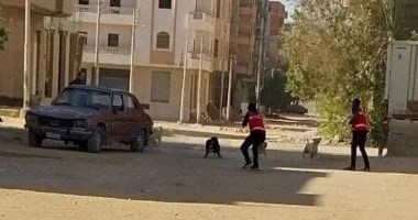 تحصين وتعقيم 96 كلبًا ضالًا في قنا