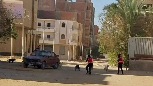 تحصين وتعقيم 96 كلبًا ضالًا في قنا