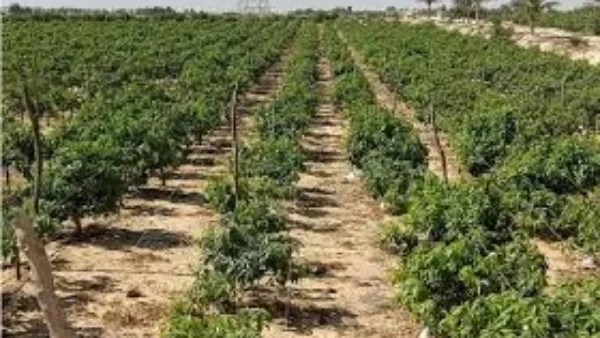 توصيات عاجلة للمزارعين لتفادي آثار التقلبات الجوية