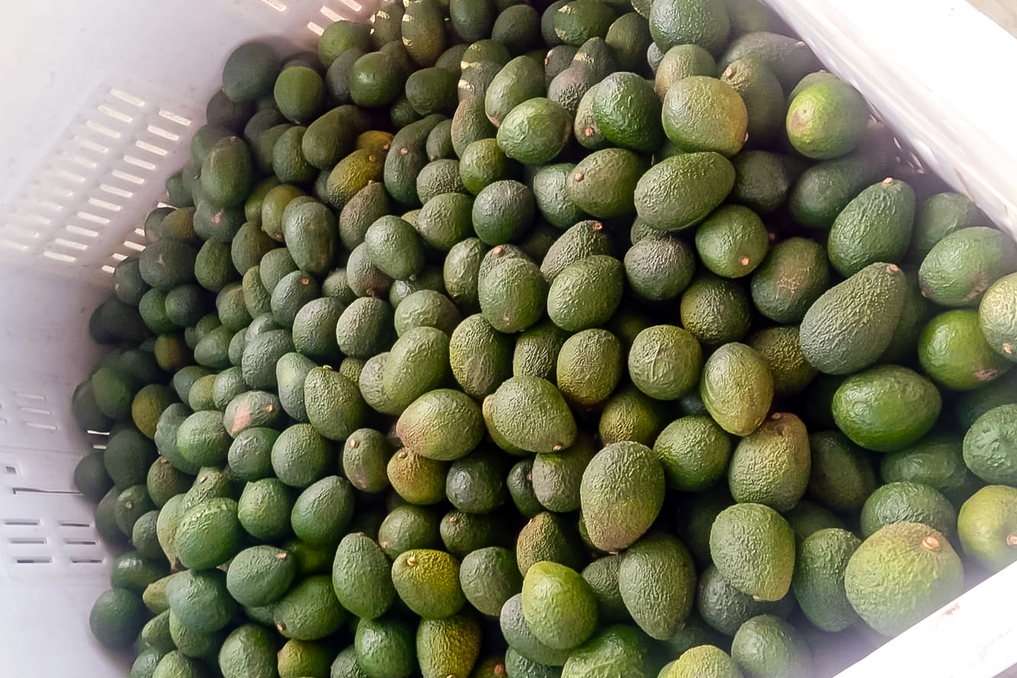 midagri palta